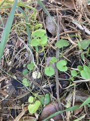 Viola banksii