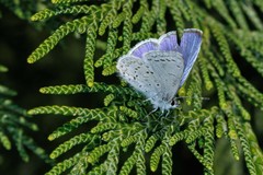 Celastrina echo echo