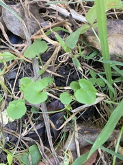 Viola banksii