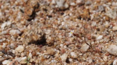 Nemacladus breviflorus