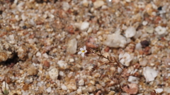 Nemacladus breviflorus