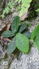 Dorstenia lindeniana
