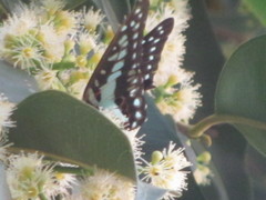 Graphium doson