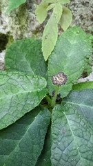 Dorstenia lindeniana