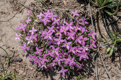 Houstonia rubra