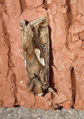 Megalographa biloba