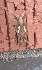 Megalographa biloba