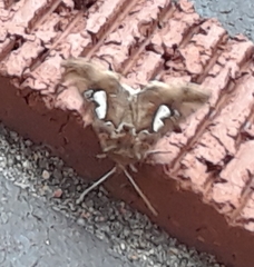 Megalographa biloba