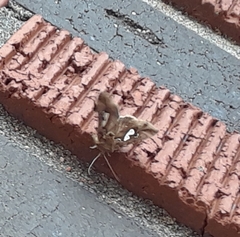 Megalographa biloba