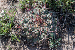 Thelocactus hexaedrophorus
