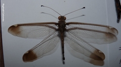 Ascalobyas albistigma