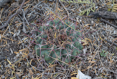 Thelocactus hexaedrophorus
