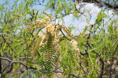 Prosopis odorata