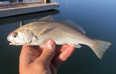 Genyonemus lineatus