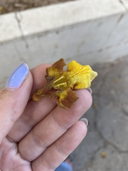 Gmelina