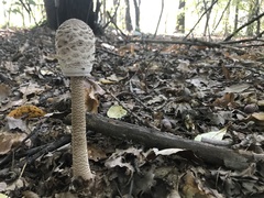 Macrolepiota procera