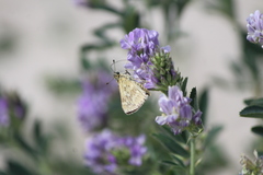 Polites subreticulata