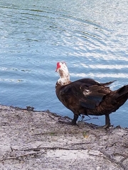Cairina moschata domestica