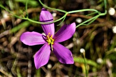 Sabatia grandiflora
