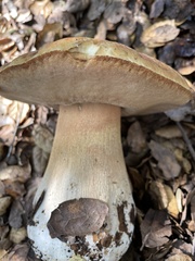 Boletus edulis grandedulis