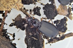 Cymindis platicollis