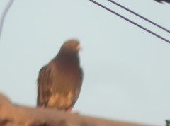 Columba livia domestica
