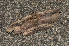 Anisoneura aluco