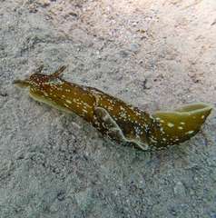 Aplysia punctata