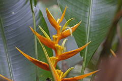 Heliconia angusta
