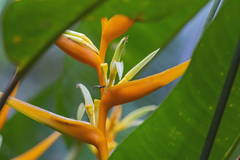 Heliconia angusta