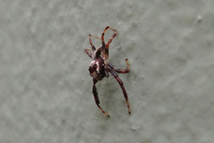 Thyene coccineovittata