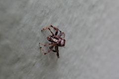 Thyene coccineovittata