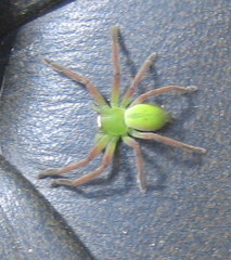 Neosparassus patellatus