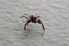 Thyene coccineovittata