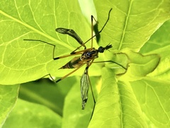 Hesperotipula