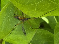Hesperotipula