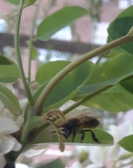 Apis mellifera