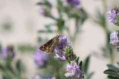 Polites subreticulata