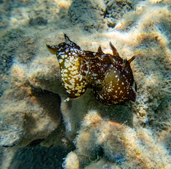 Aplysia punctata