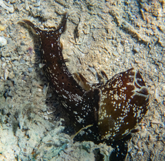 Aplysia punctata