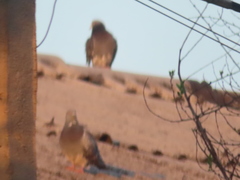 Columba livia domestica
