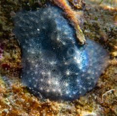 Chelonaplysilla noevus