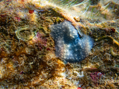 Chelonaplysilla noevus