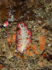 Pseudobiceros fulgor