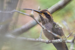 Phaethornis eurynome