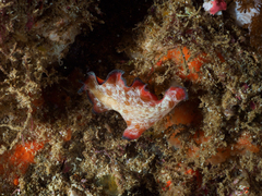 Pseudobiceros fulgor