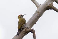 Dryobates maculifrons