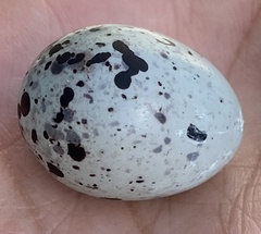 Antrostomus carolinensis