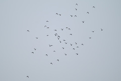 Streptoprocne biscutata