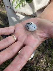 Antrostomus carolinensis